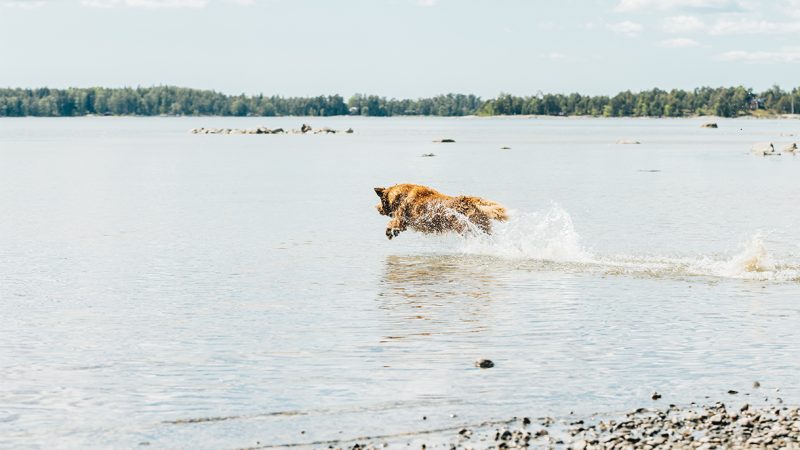 koira juoksee veteen