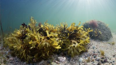Lähikuva rakkohaurusta Itämeren hiekkaisella pohjalla kirkkaassa vedessä