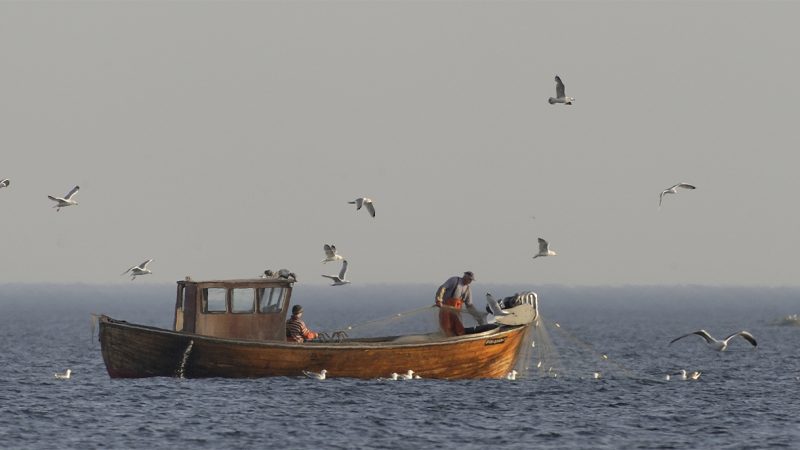 Kaksi kalastajaa kalastaa verkoilla puisella veneellä ja ympärillä lentää lokkeja