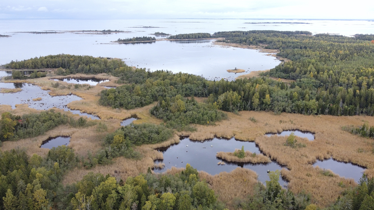 Ruovikkoa, metsää ja saaristoa ylhäältä kuvattuna