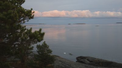 maisemakuva meri, iltavalo ja joutsenia.