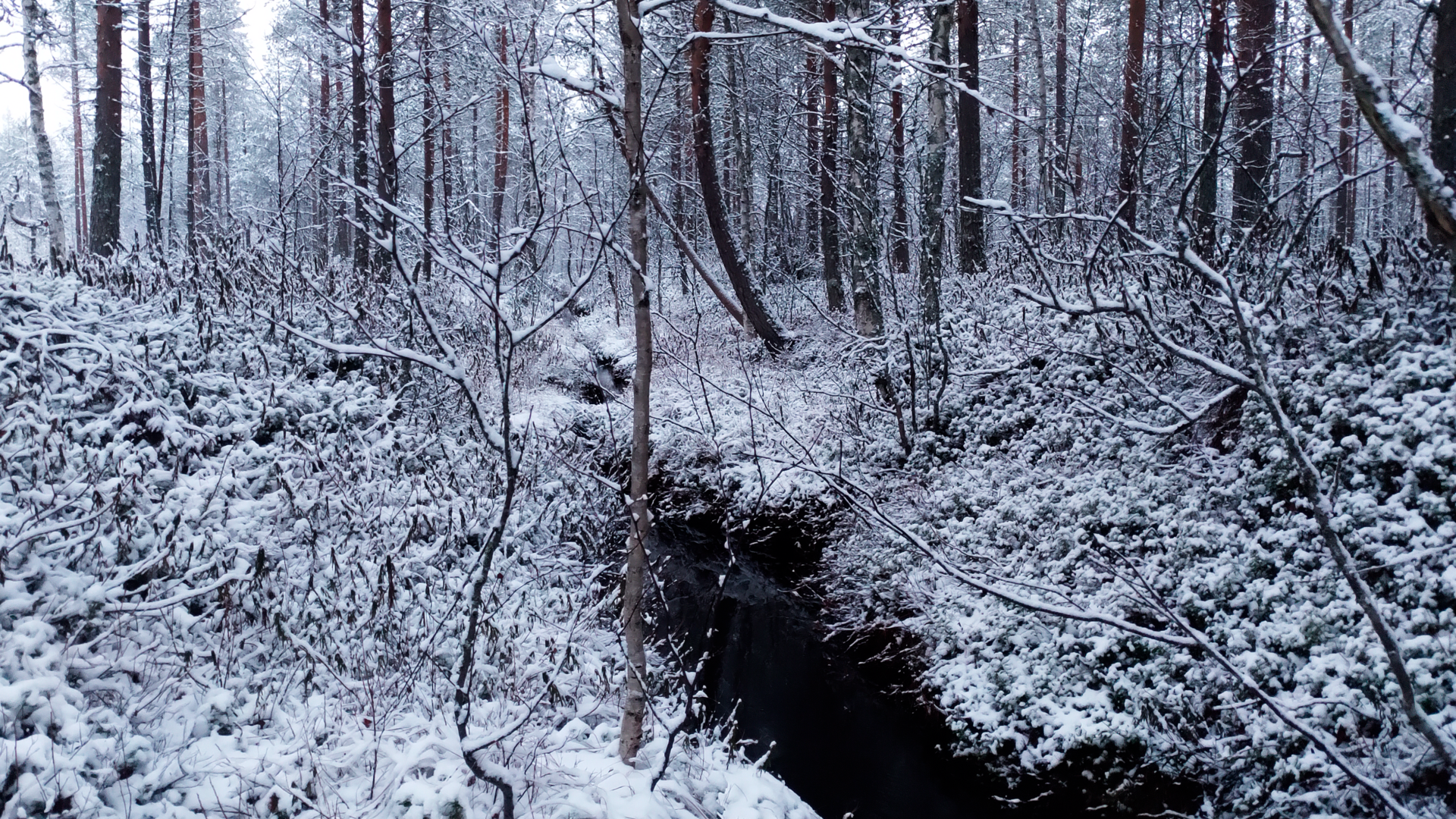 Metsäoja lumisessa metsässä.