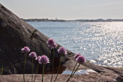 Ruohosipulin kukkia kalliolla Itämeren rannalla