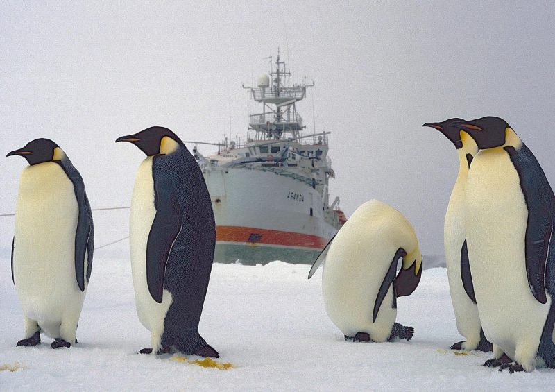Taustalla Aranda tutkimusalus ja etualalla keisaripingviinejä jäällä.
