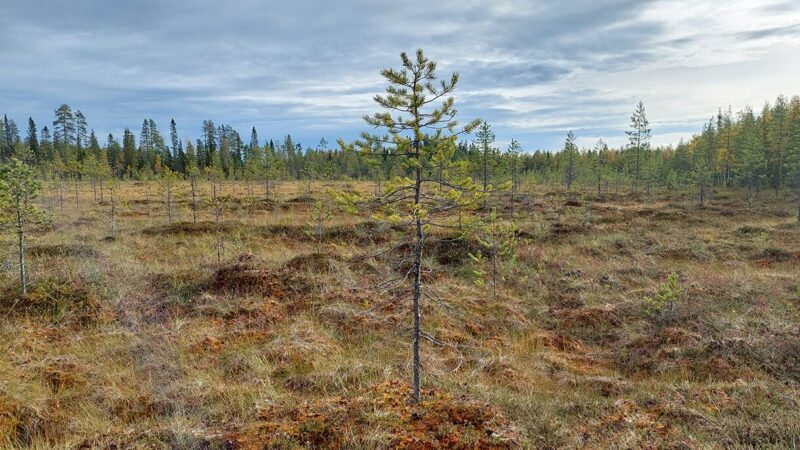 Roninsuo Taivalkoskella.