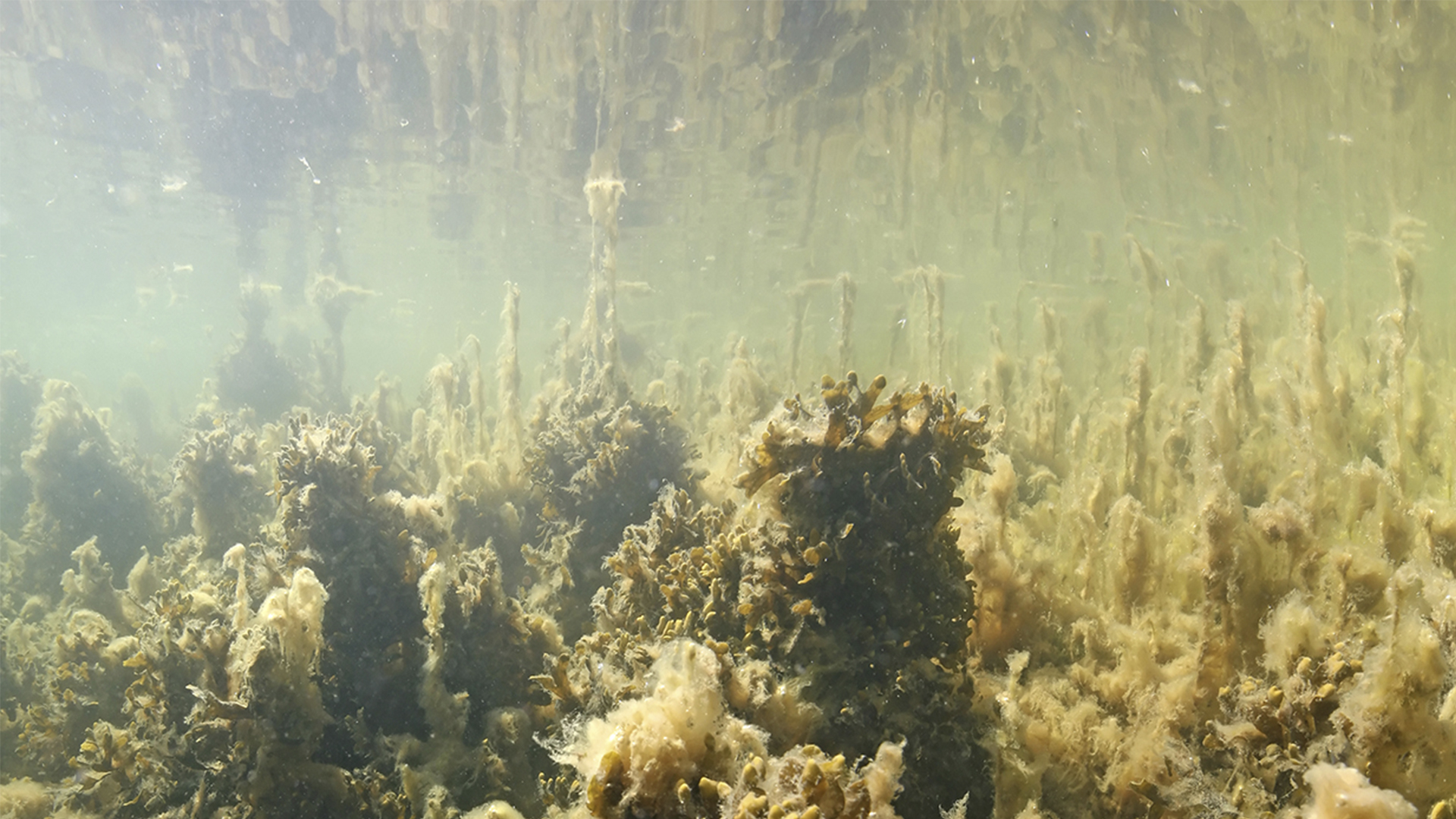 Kuva merenpohjasta, jossa rihmalevä on peittänyt kaiken kasvillisuuden