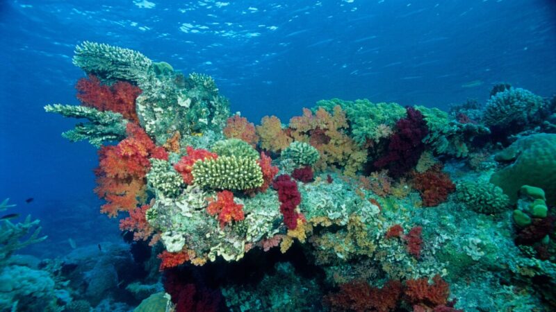 Koralleja meressä.