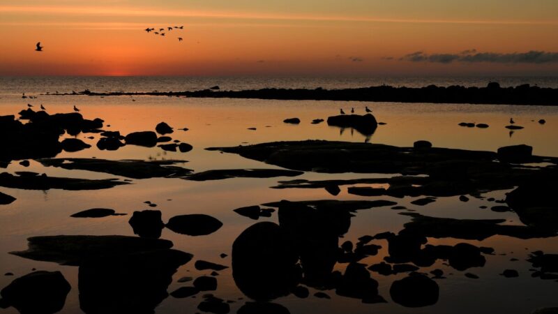 Vastavaloon otettu kuva auringonlaskusta Itämeren kivikkoisella rannalla, kuvassa paljon merilintuja lentää ja seisoo kivillä.