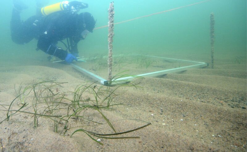 Sukeltaja tutkii merenpohjan meriruohoa