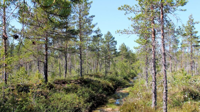 Halstuan ennallistamiskohde Valtavirta