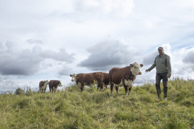 Mies seisoo pellolla neljän lehmän kanssa pilvisenä päivänä, taustalla avara maisema ja nurmikko.