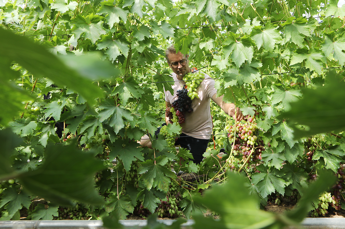 Mies poimii viinirypäleitä tiheiden viiniköynnösten seassa.