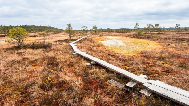 Puinen pitkospuupolku mutkittelee ruskeankeltaisessa suomaisemassa Torronsuolla, matalia puita ja pilvinen taivas.