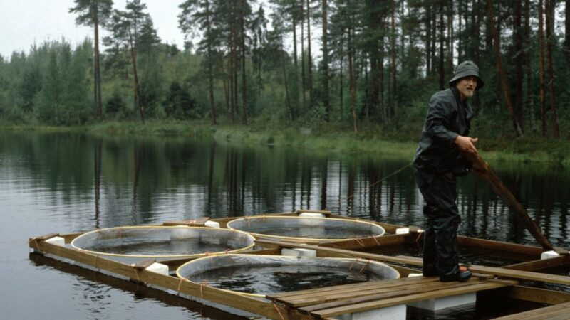 Henkilö sadevaatteissa ja hattu päässä seisoo puisella lautalla ja työntää pitkää venettä muistuttavaa keppiä järven tyynellä pinnalla, lautan reunalla kolme suurta pyöreää kehikkoa vedessä ja taustalla tiheä havumetsä ja puiden heijastukset järvessä.