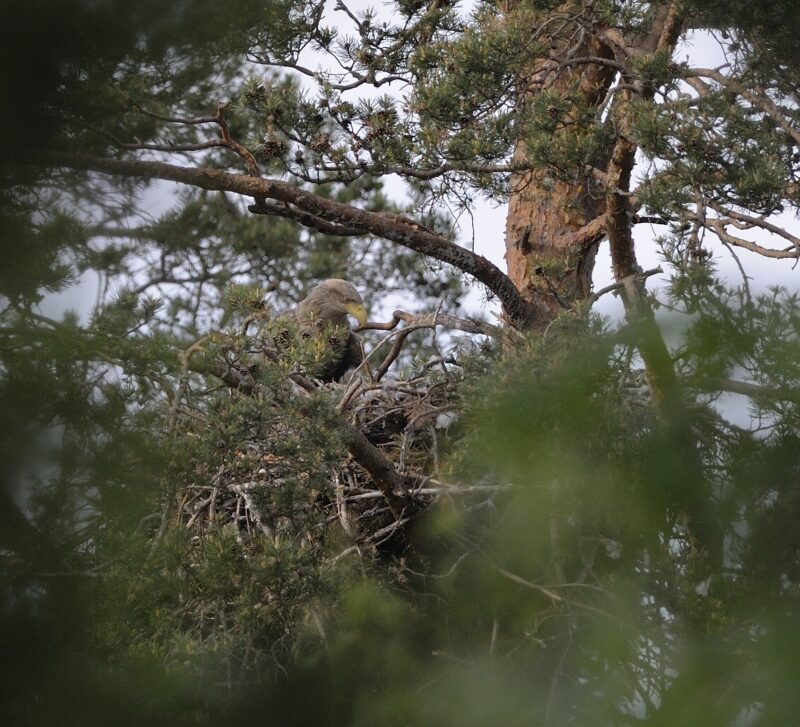 Aikuinen merikotka istuu pesässään korkeassa männyssä, osittain oksien ja lehtien peitossa.